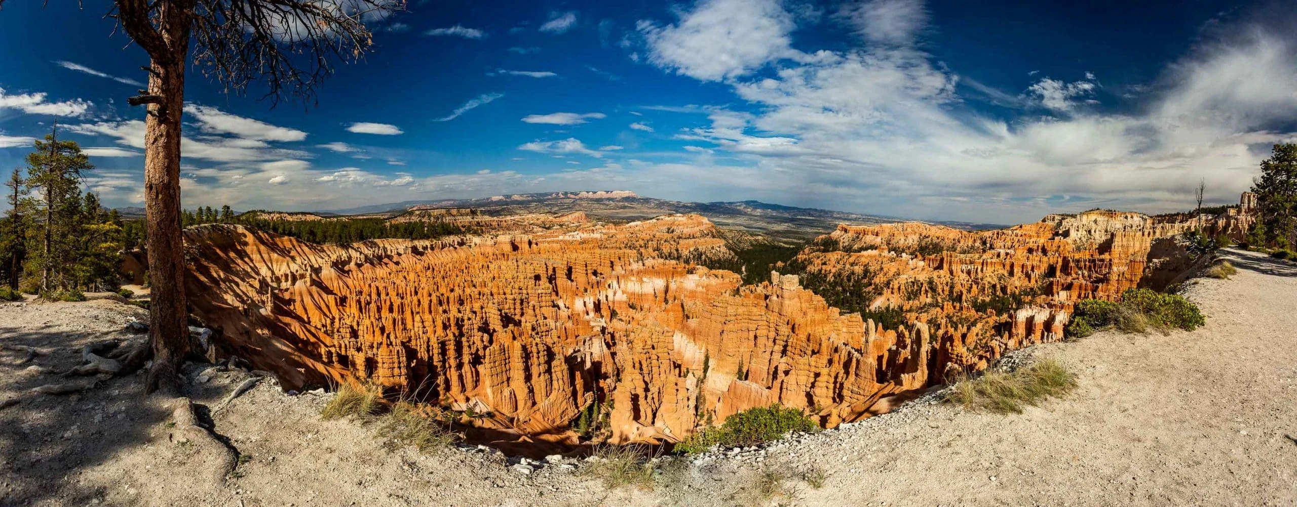 A colorful panoramic image of Bryce Canyon amphitheater taken from the Rim trail.