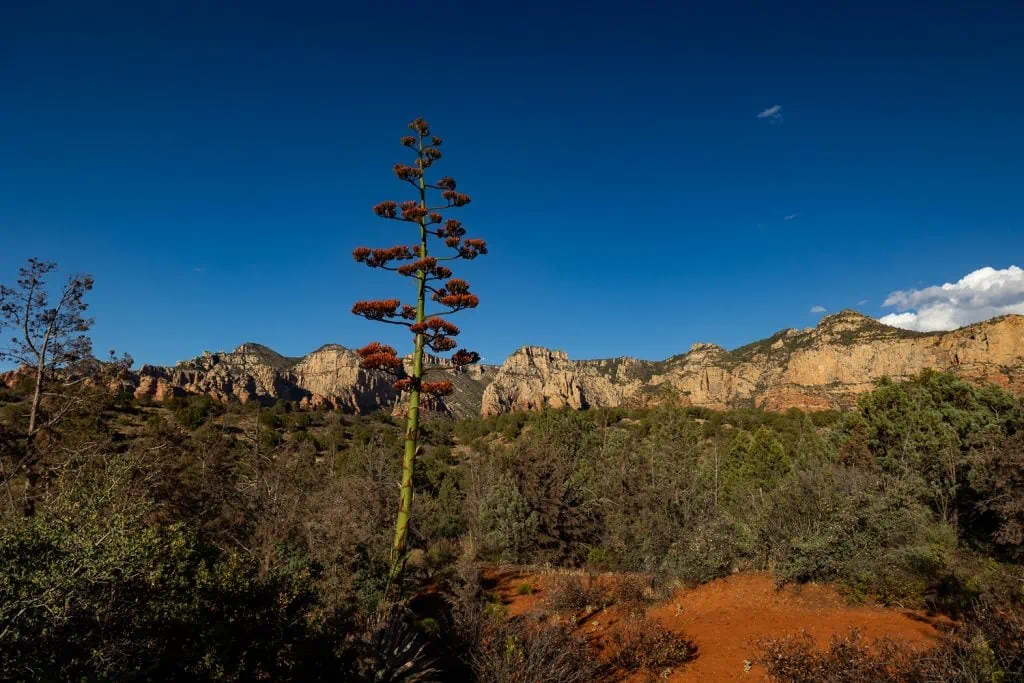 A tall Yucca towers over the red and white sandstone mountains in Sedona.