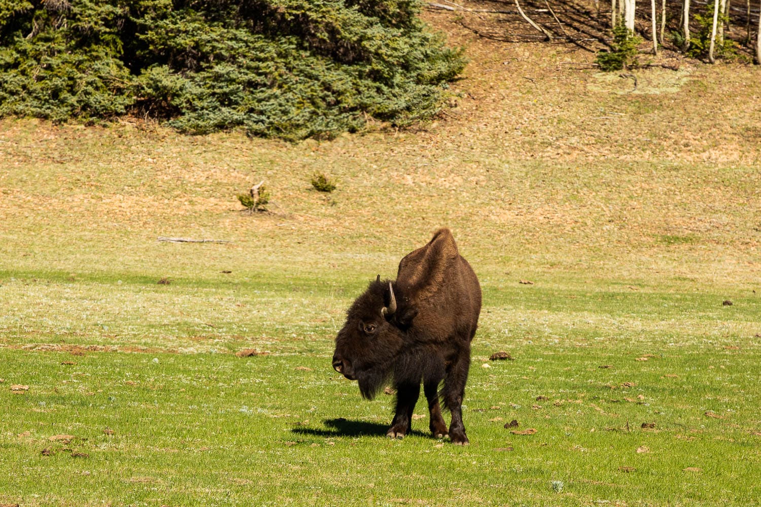 A bison swings its head on a grass field in Arizona.