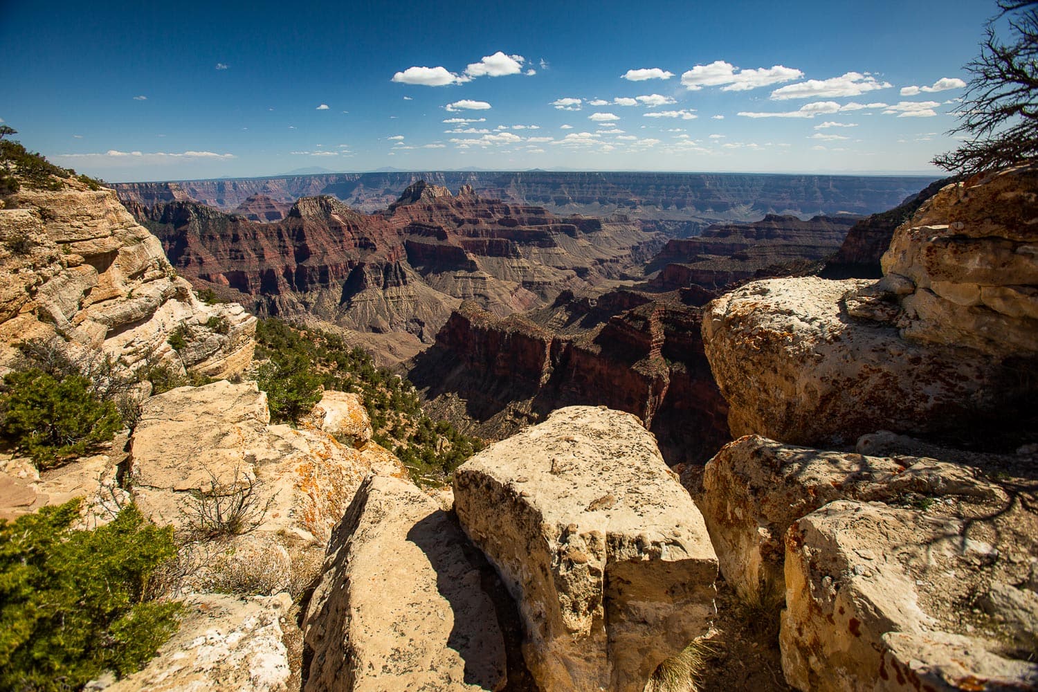 The south rim of the grand canyon in early summer with blue sky and yellow rocks framing the overlook.