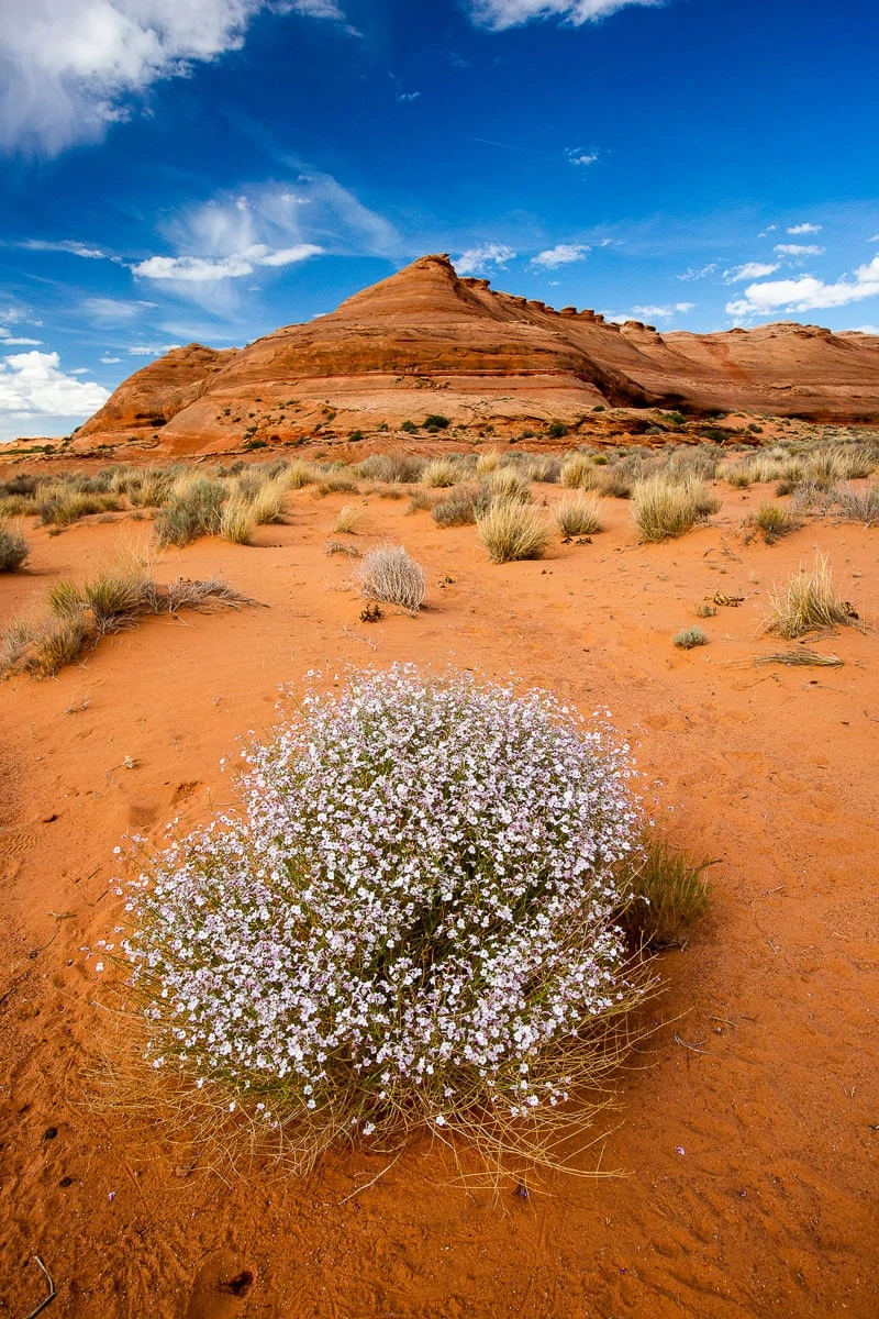 Arizona's diverse desert landscape against a blue sky.