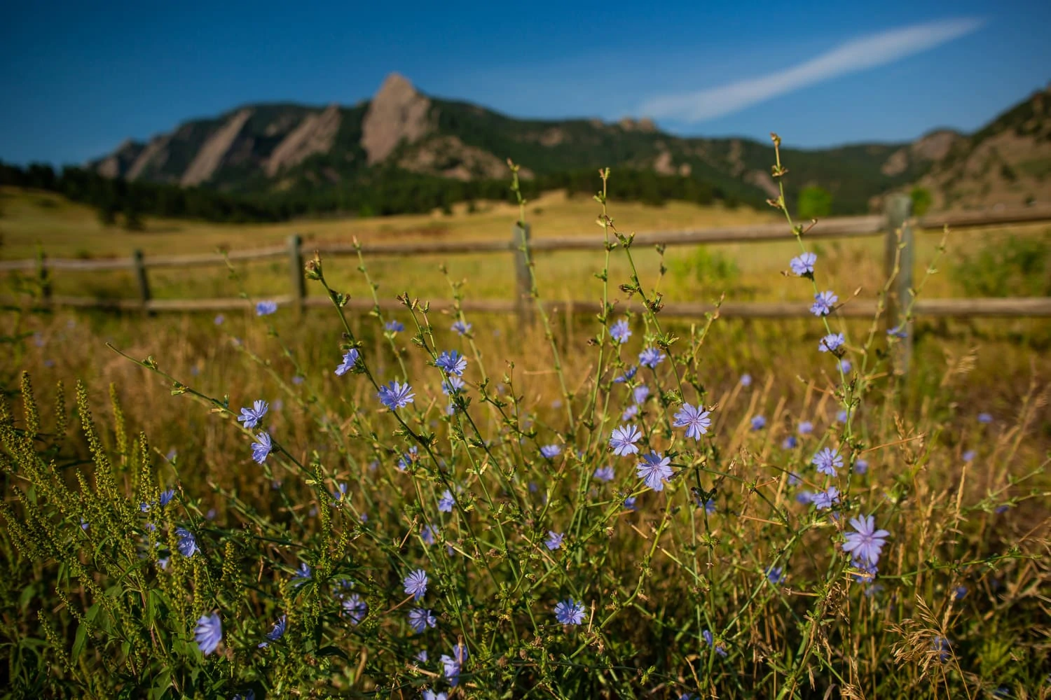 August at the flatirons mountains in Boulder brings wildflowers to the grassy field.