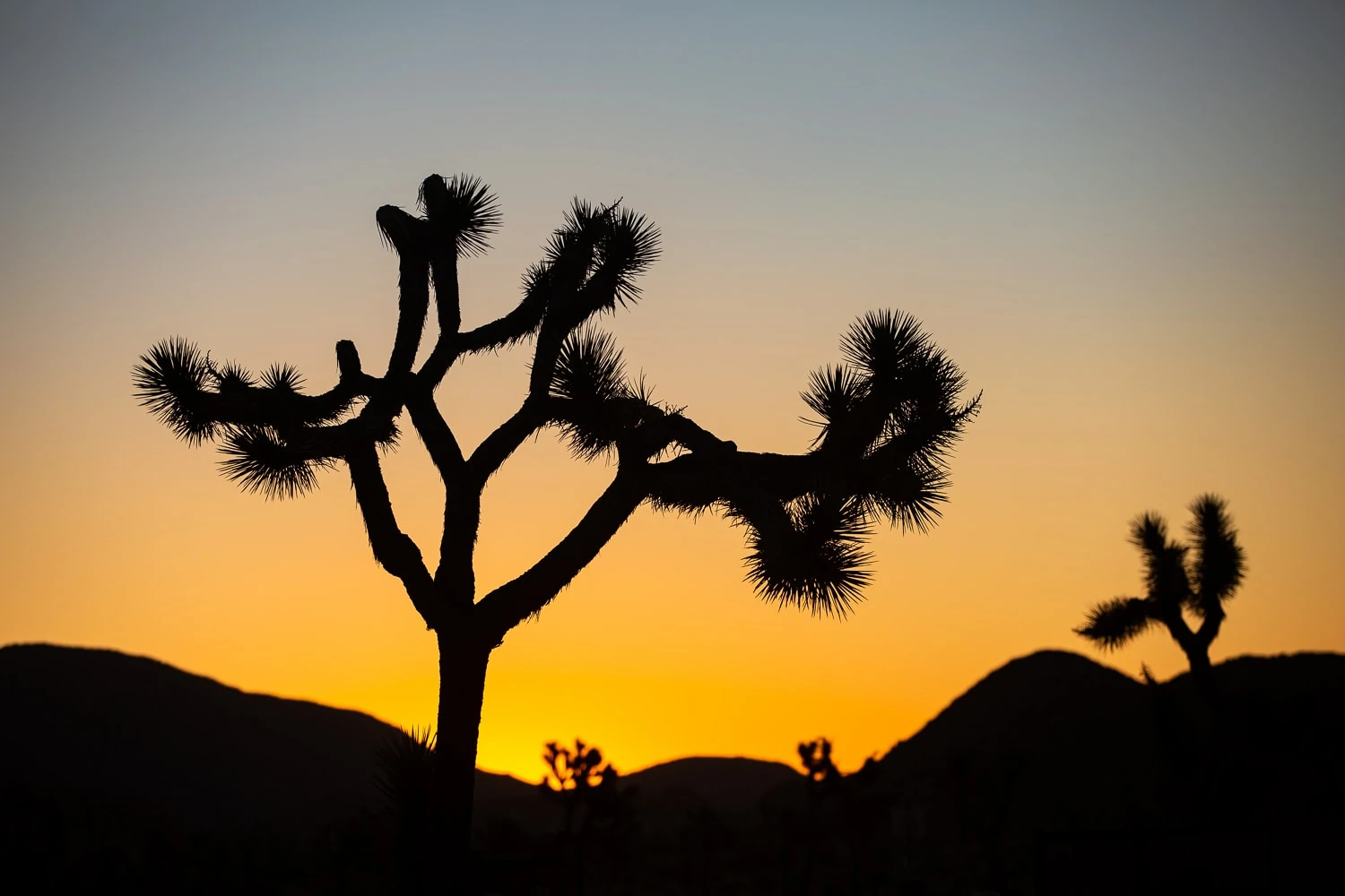 A joshua tree is silhouetted against a golden sunset in Joshua Tree National Park near lost horse picnic area.