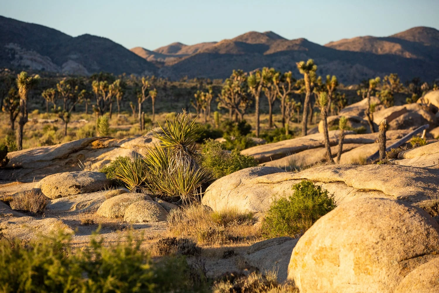 A colorful desert landscape at Hidden Valley with golden rocks, green joshua trees, and distant blue mountains.