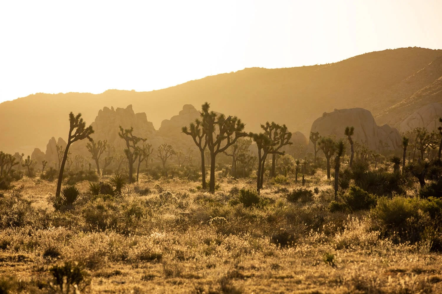 A California elopement location in Joshua Tree national park at sunset.