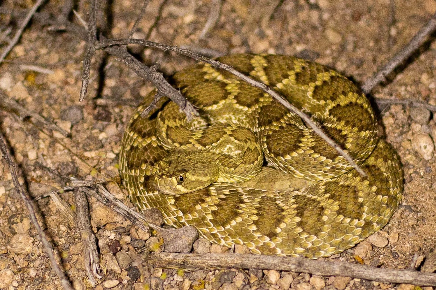 A coiled Mojave Green rattlesnake camoflages with the rocky desert.