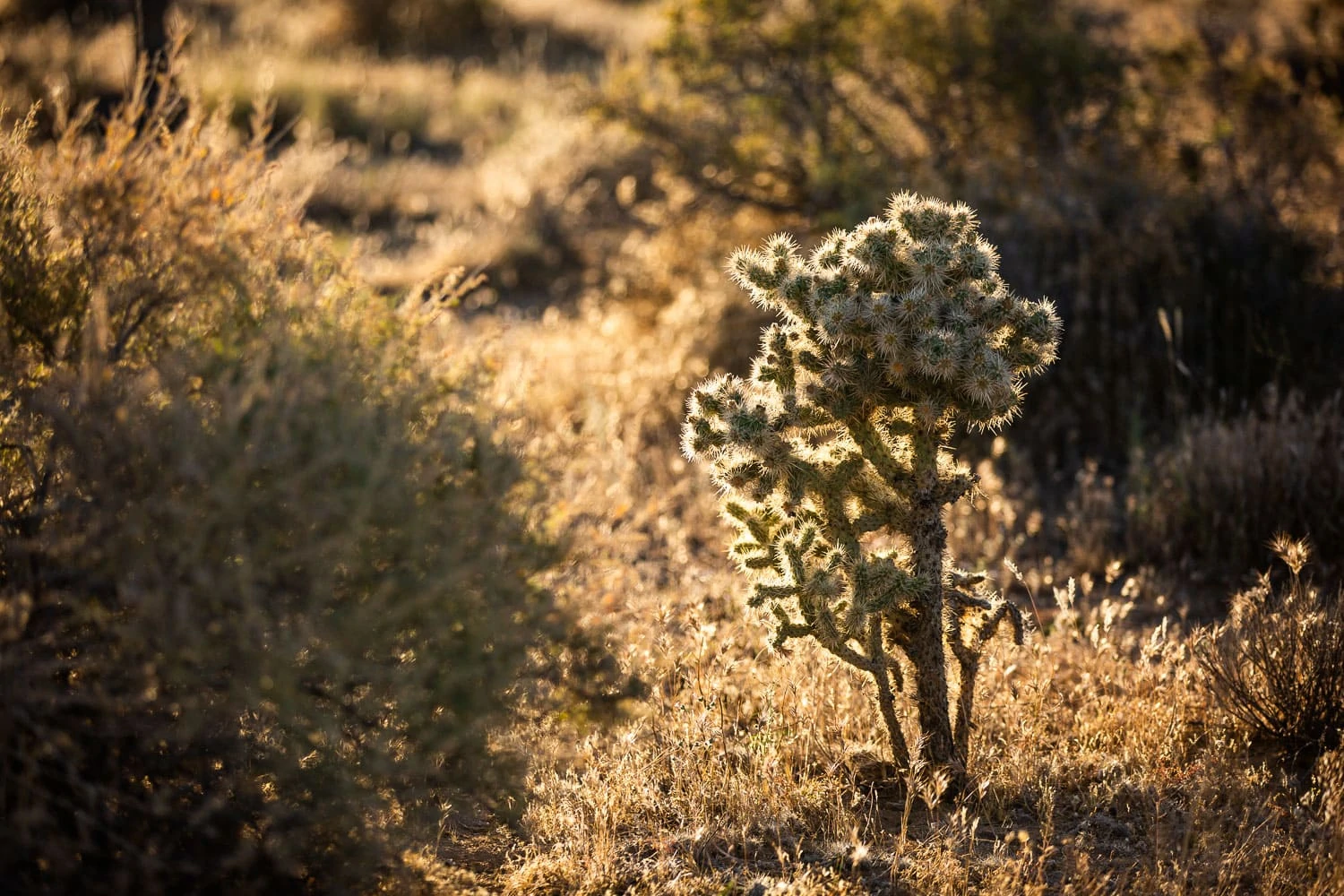 A Cholla cactus inside the cactus gardens of Joshua Tree National Park is backlit by strong sunlight.