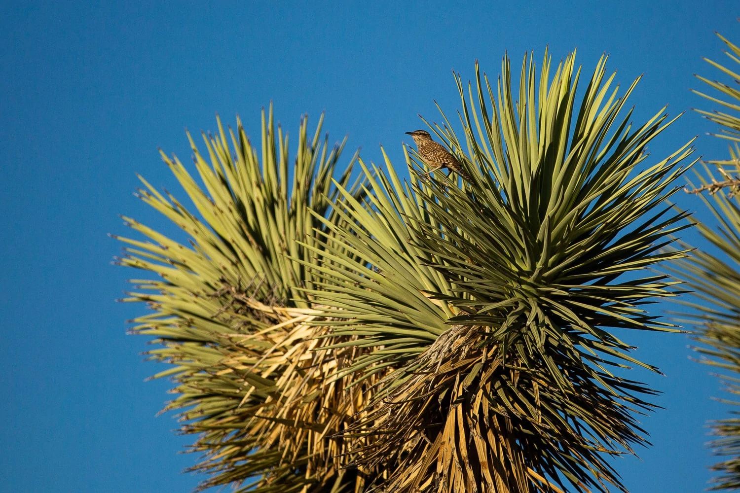 a cactus wren perches on a Yucca in Joshua Tree National Park.