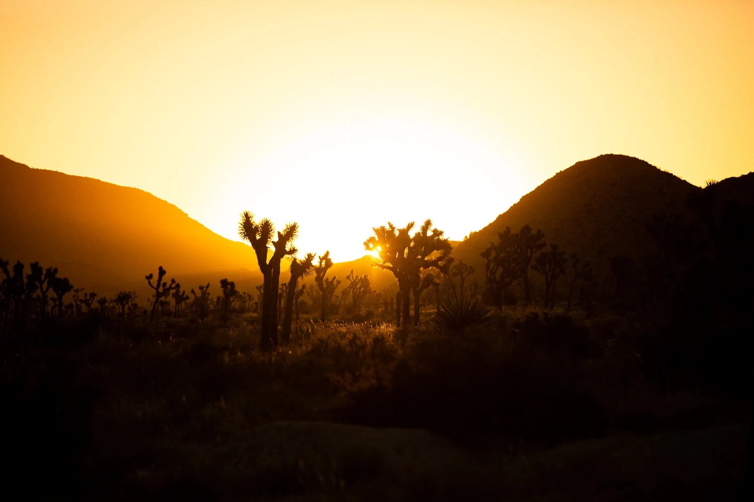 The sunset turns the sky orange and and glows over a valley of Joshua Trees.