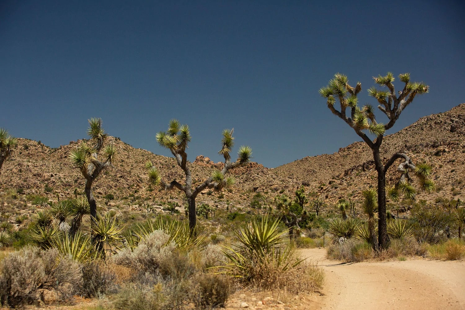 Rocks and trees make up the landscape of Queen's Mine in Joshua Tree National Park.