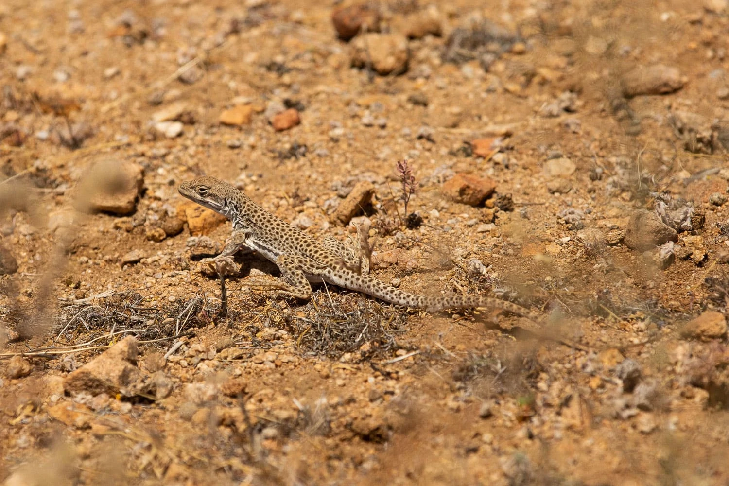 A leopard lizard blends into the stony ground.