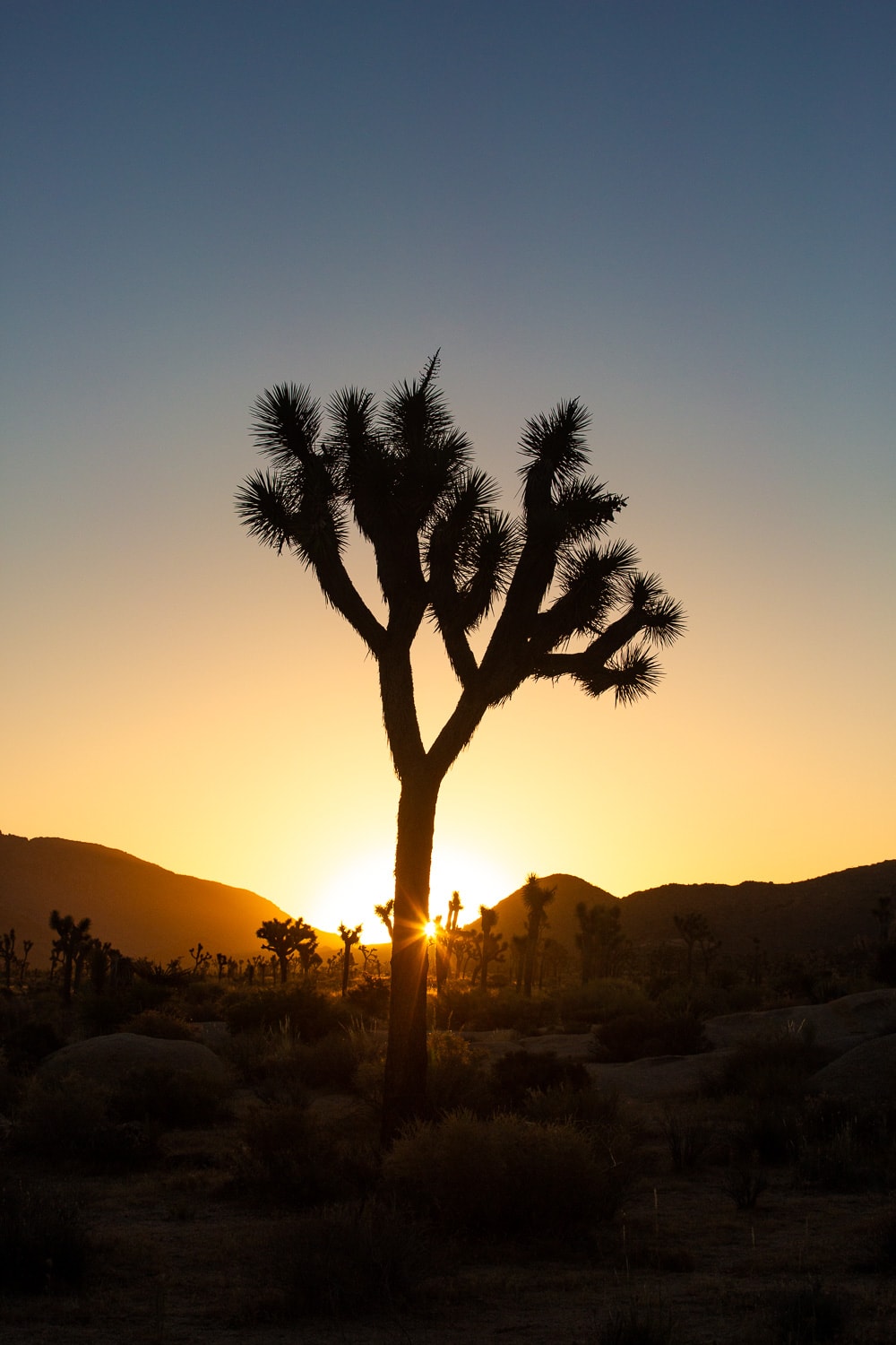 The sunset twinkles behind a silhouetted Joshua Tree.