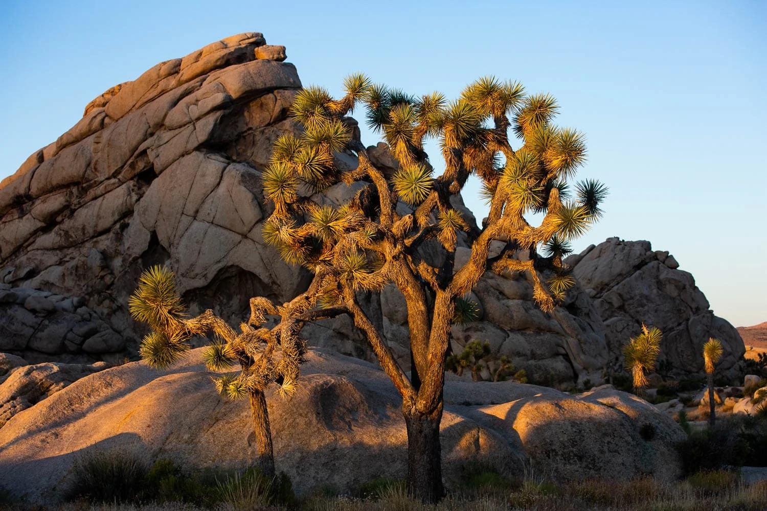 Gold sunset light hits a rock formation and joshua trees at Quail Spring in Joshua Tree National Park.