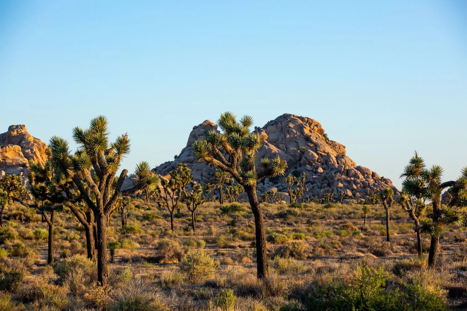 Lost Horse picnic area at Joshua Tree National Park is one of 11 approved ceremony locations within the park.