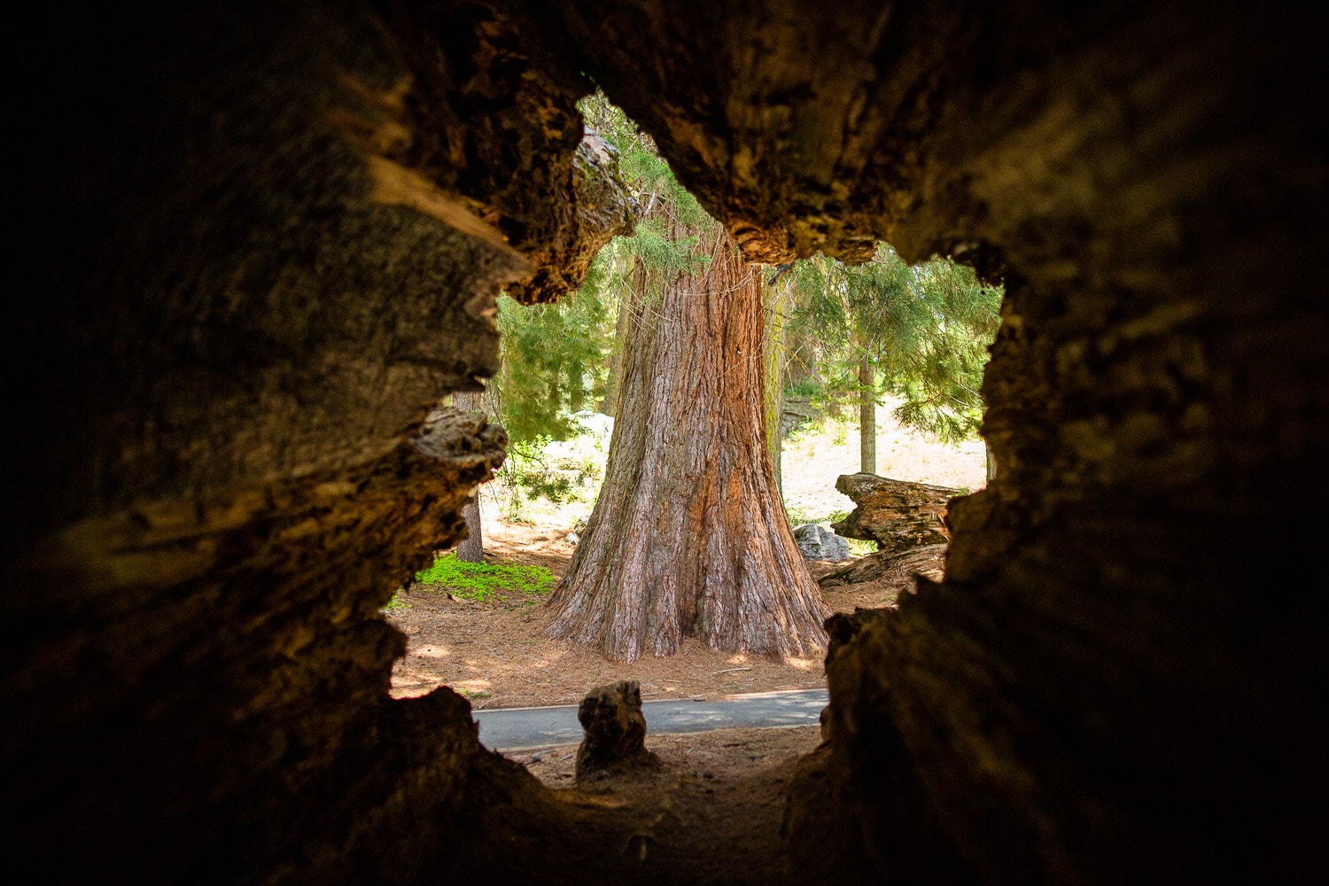 A view inside a sequoia tree looking at another tree.