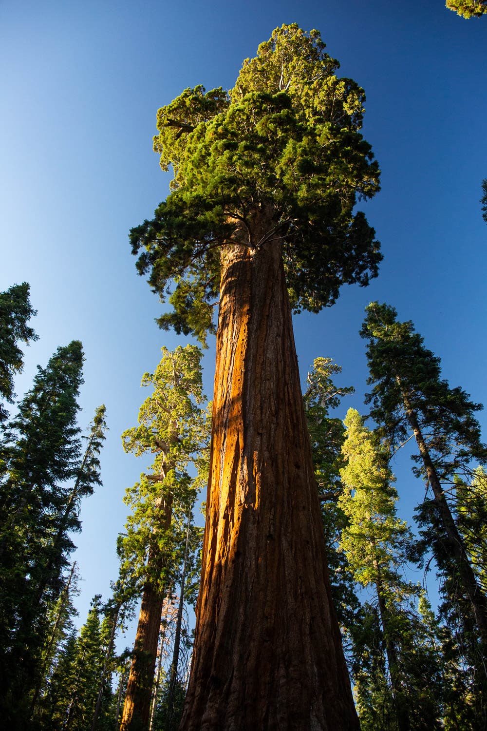 A giant Sequoia towers over the sky in California.