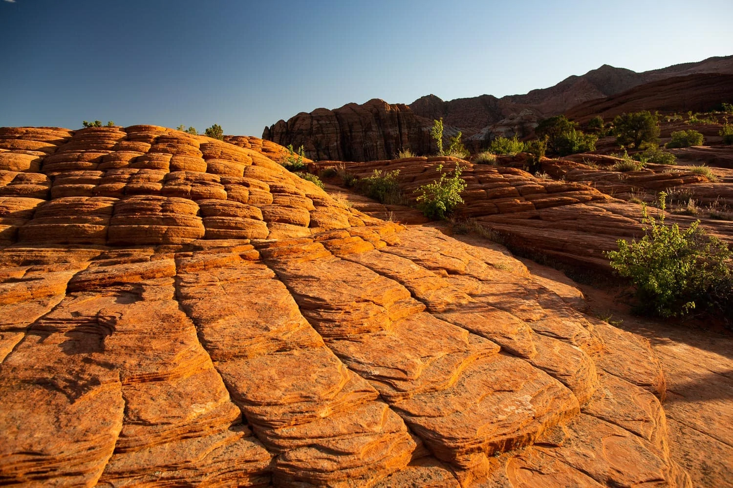 The orange petrified dunes are one of 4 elopement locations in Snow Canyon State Park, Utah.