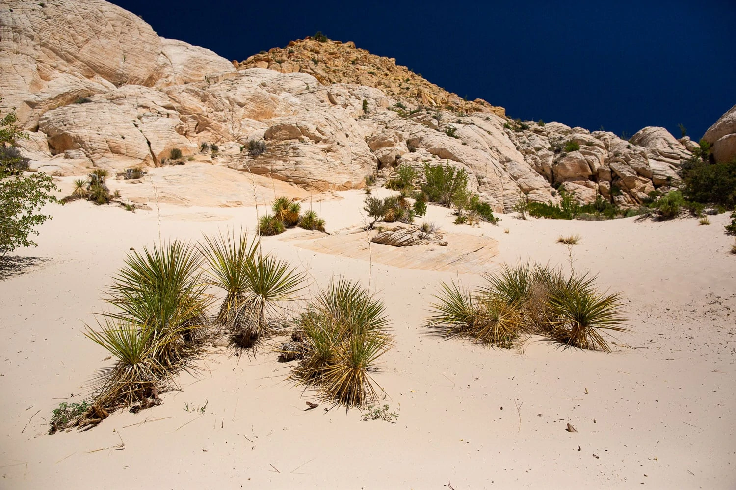 The yucca plants and white sand inside of the white stone mountain at Snow Canyon State Park.
