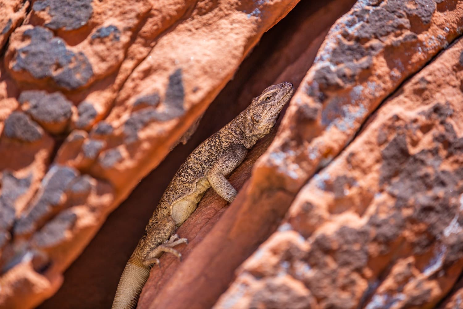 A chuckwalla lizard is wedged in a rock crevice.