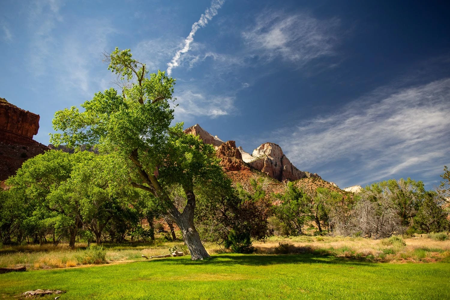 A tree in a field at an elopement location at the Zion Nature Center at Zion National Park.