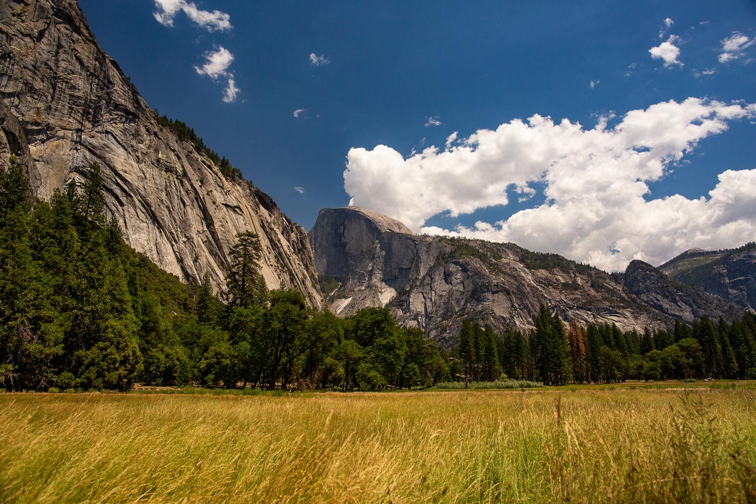 Ahwahnee meadow in Yosemite National Park with gold grasses.