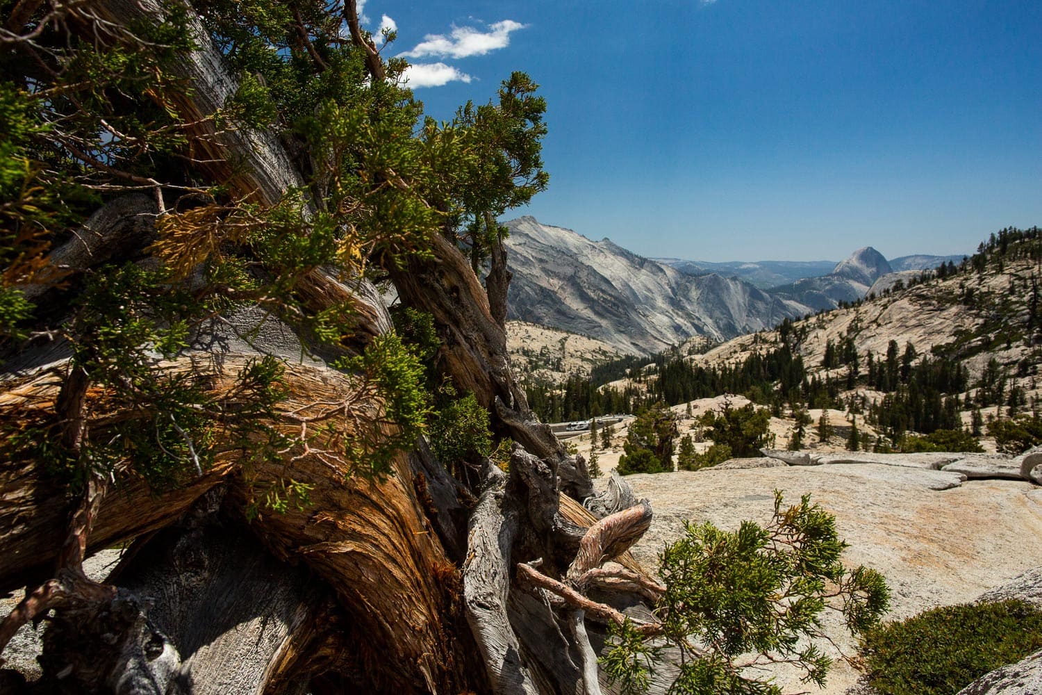 Yosemite's tioga road offers scenic vistas for elopement photographers.
