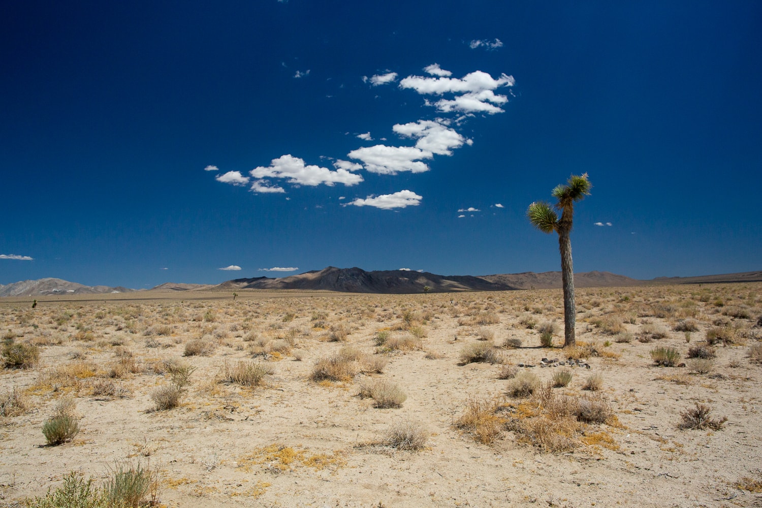 A lone Joshua tree stands in the desert against a blue sky.