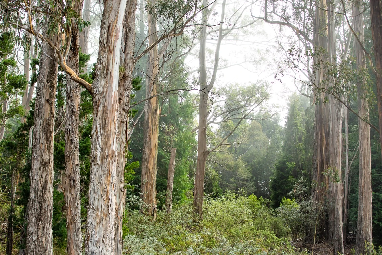 Introduced eucalyptus trees in the fog at Haleakala's Hosmer Grove.
