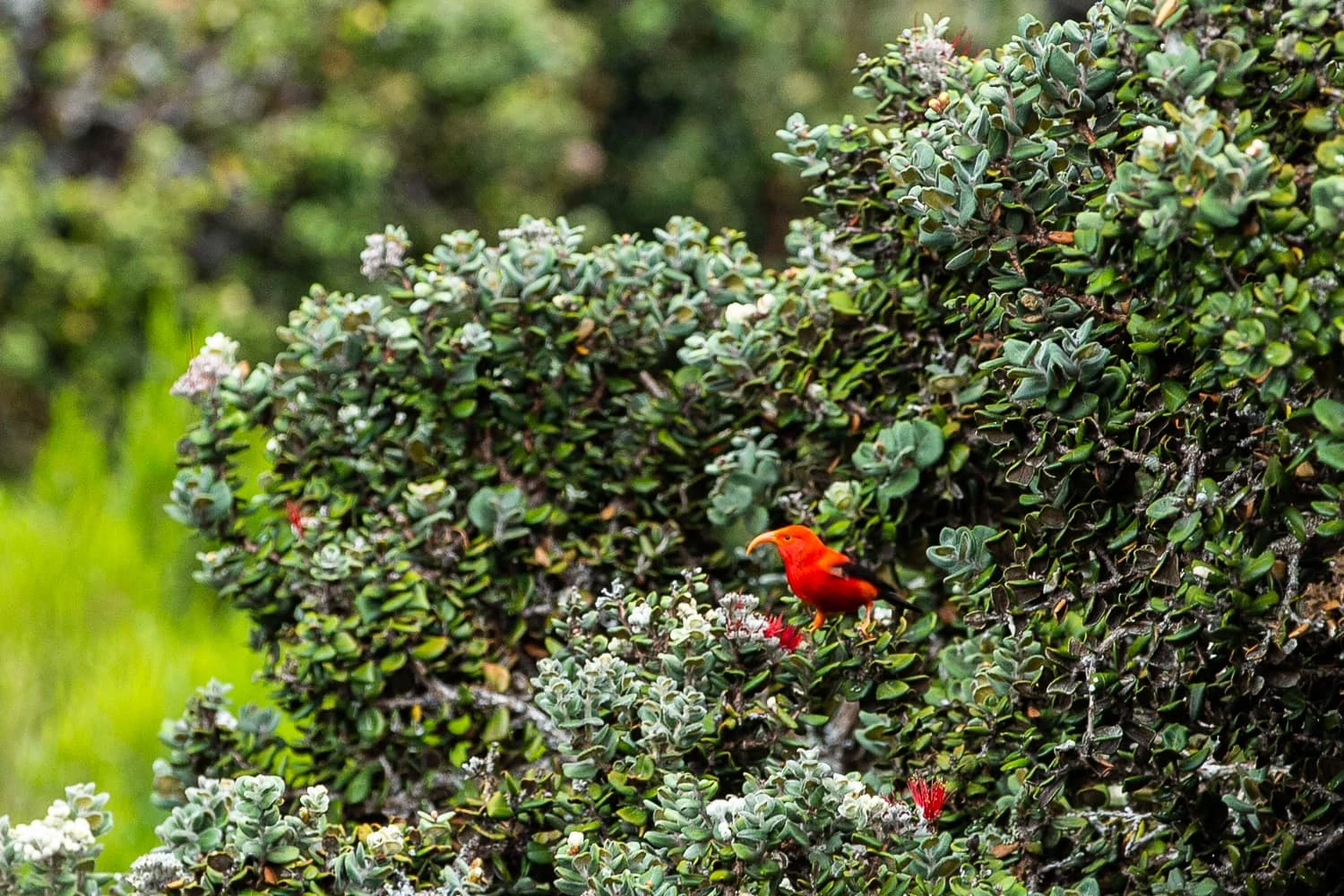 A red honeycreeper bird called the I'iwi bird is seen in a green shrub at Haleakala National Park.