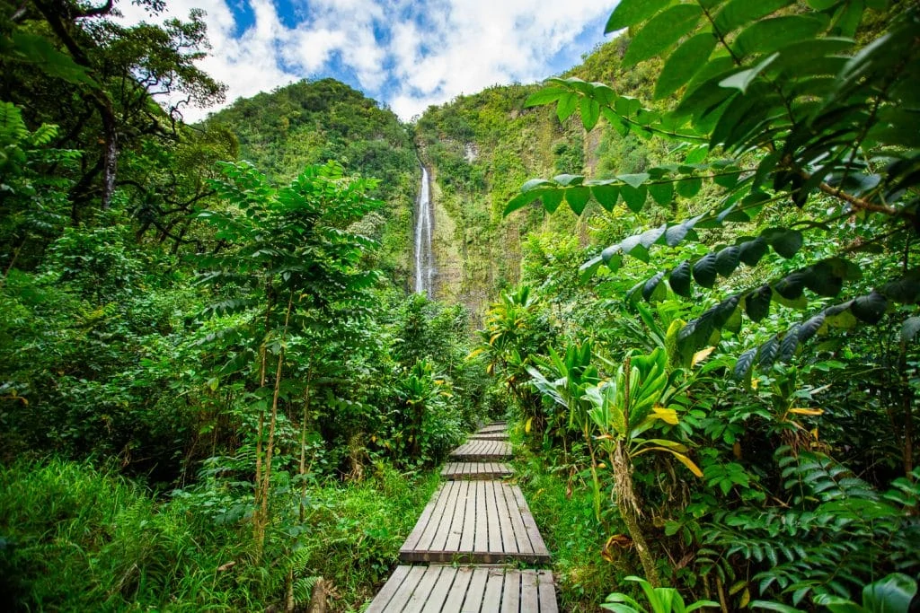 A colorful view of Waimoku waterfall with jungle on either side of a central boardwalk.