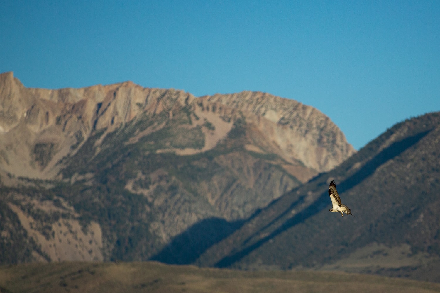 An Osprey in flight against the Sierra mountains.