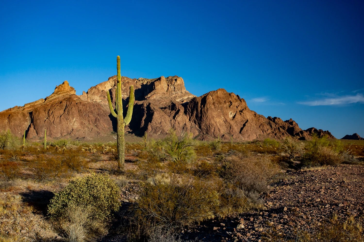 A green cactus stands in a desert valley to the backdrop of a deep brown-colored mountain range in Saguaro National Park.