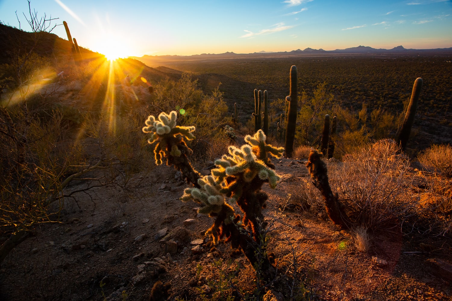 A cholla cactus in Saguaro National Park at sunset
