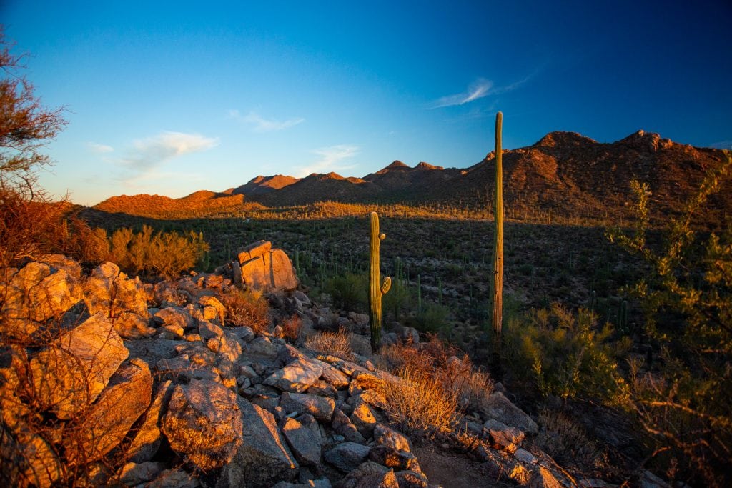 An elopement location in Saguaro National Park at sunset.