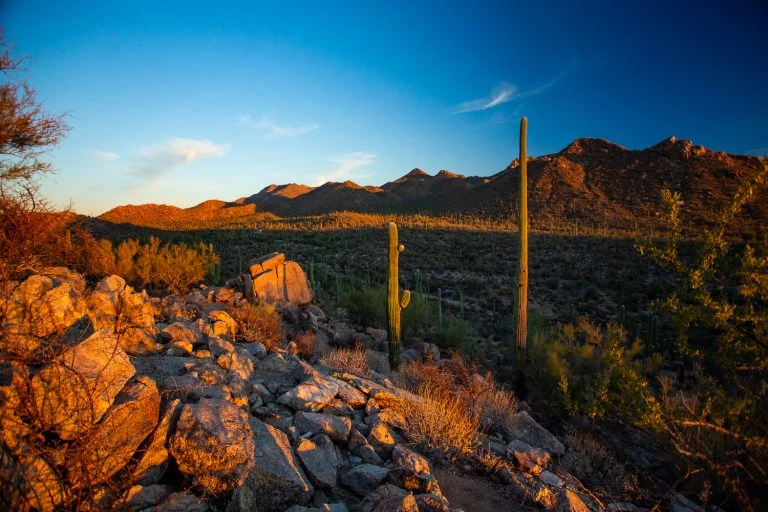 Saguaro Elopement Locations – Updated for 2024
