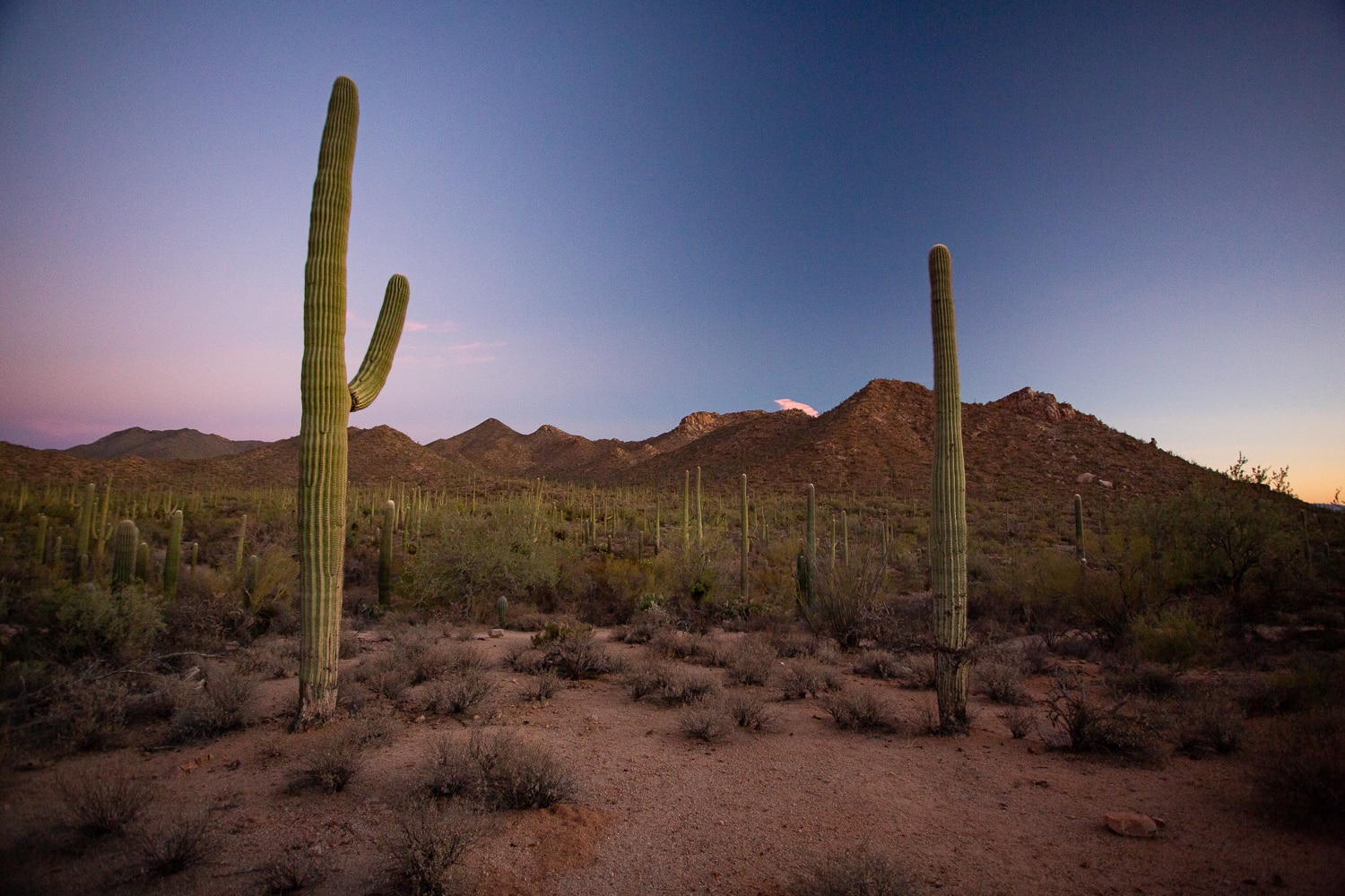 A sunset photo with pink and blue sky above two saguaro cactuses in Saguaro National Park