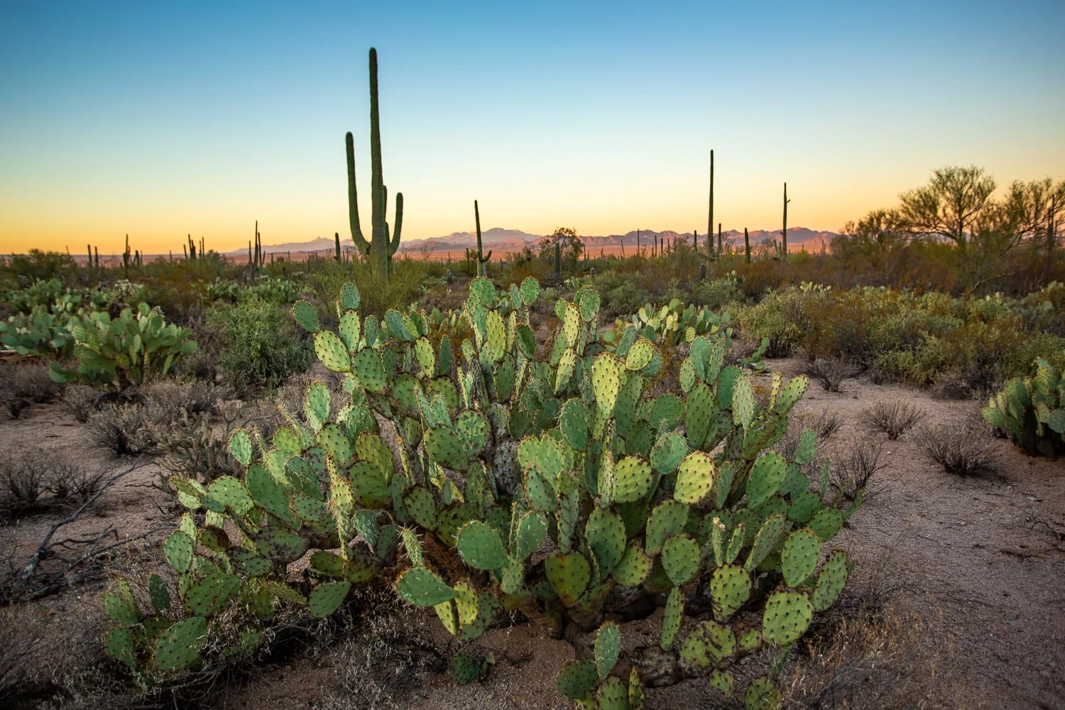 A prickly pear cactus in the foreground gives way to the large Saguaro cacti in the background against a pink and gold sunrise.