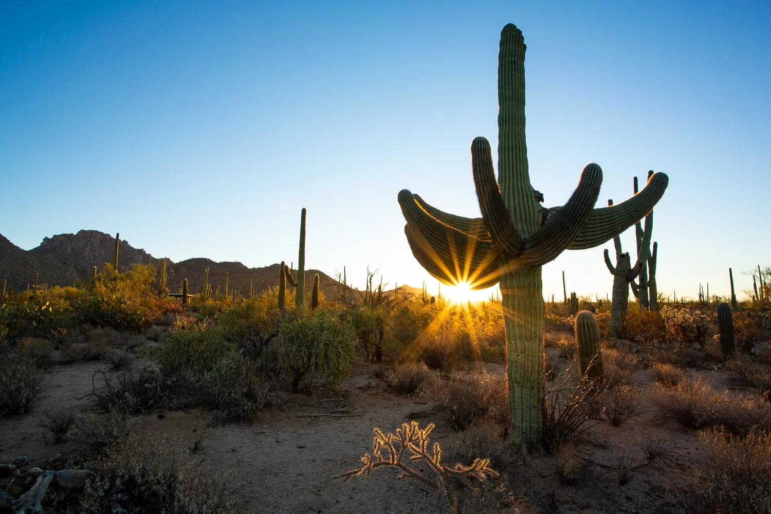 Sunrise in Saguaro National Park's west district with the sun twinkling behind a tall Saguaro cactus.