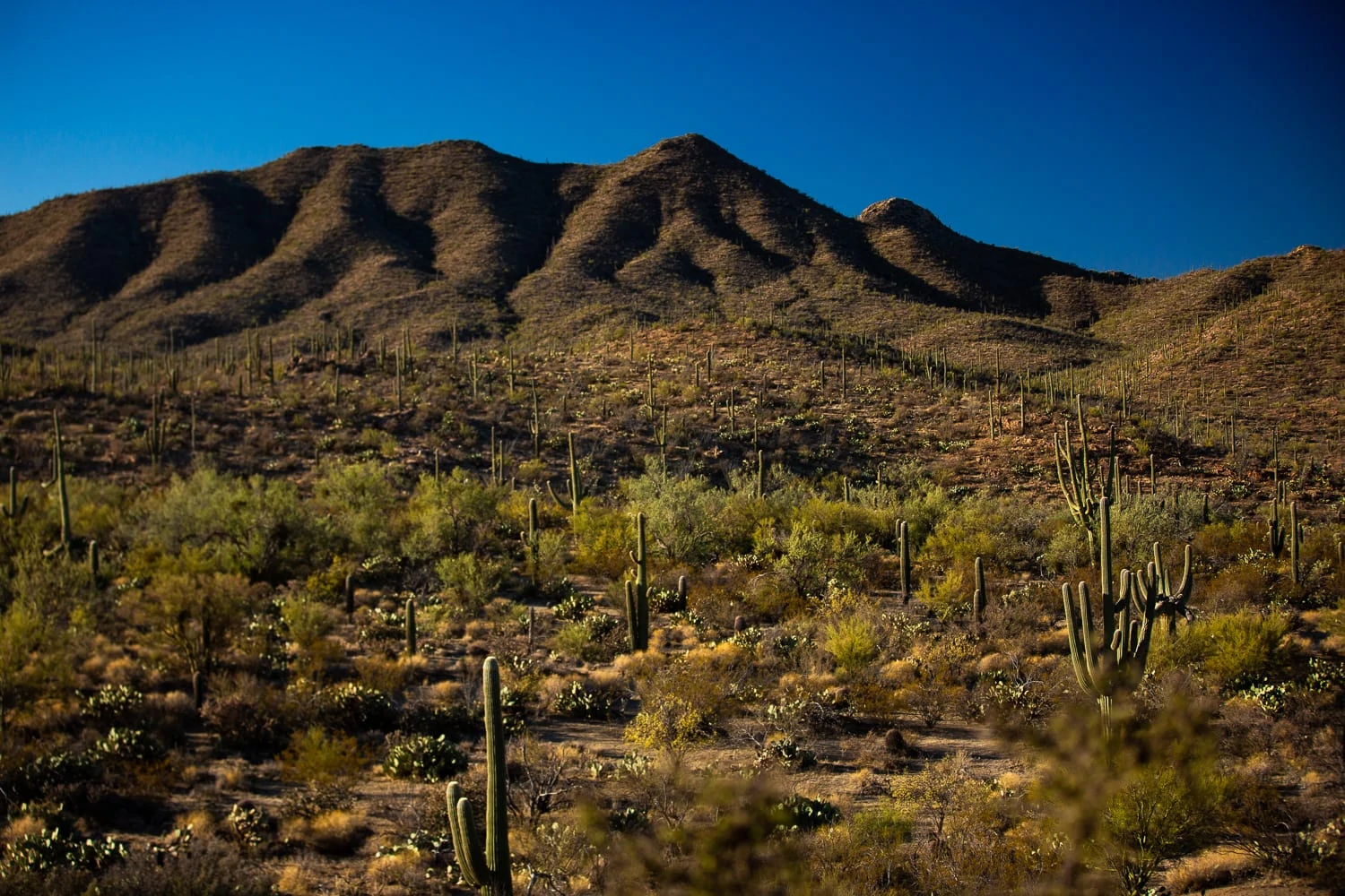 The mountains in Saguaro National Park's west district as seen across a valley of cacti.