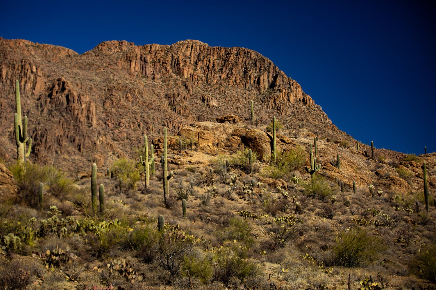 A landscape photo of Saguaro cactuses in Tucson Mountain Park against a blue sky. 