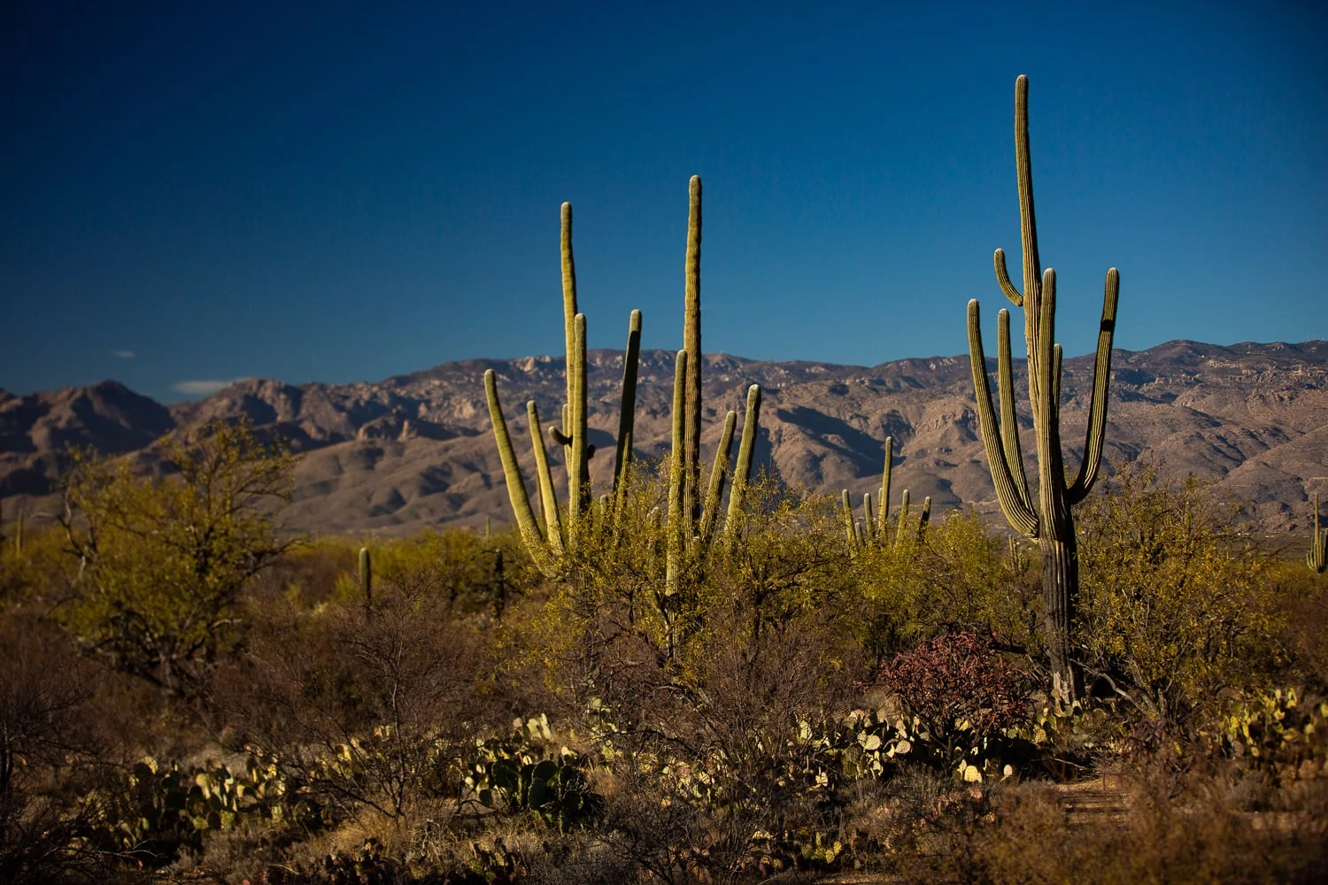 East Saguaro national park view of the rincon mountains behind several tall saguaros
