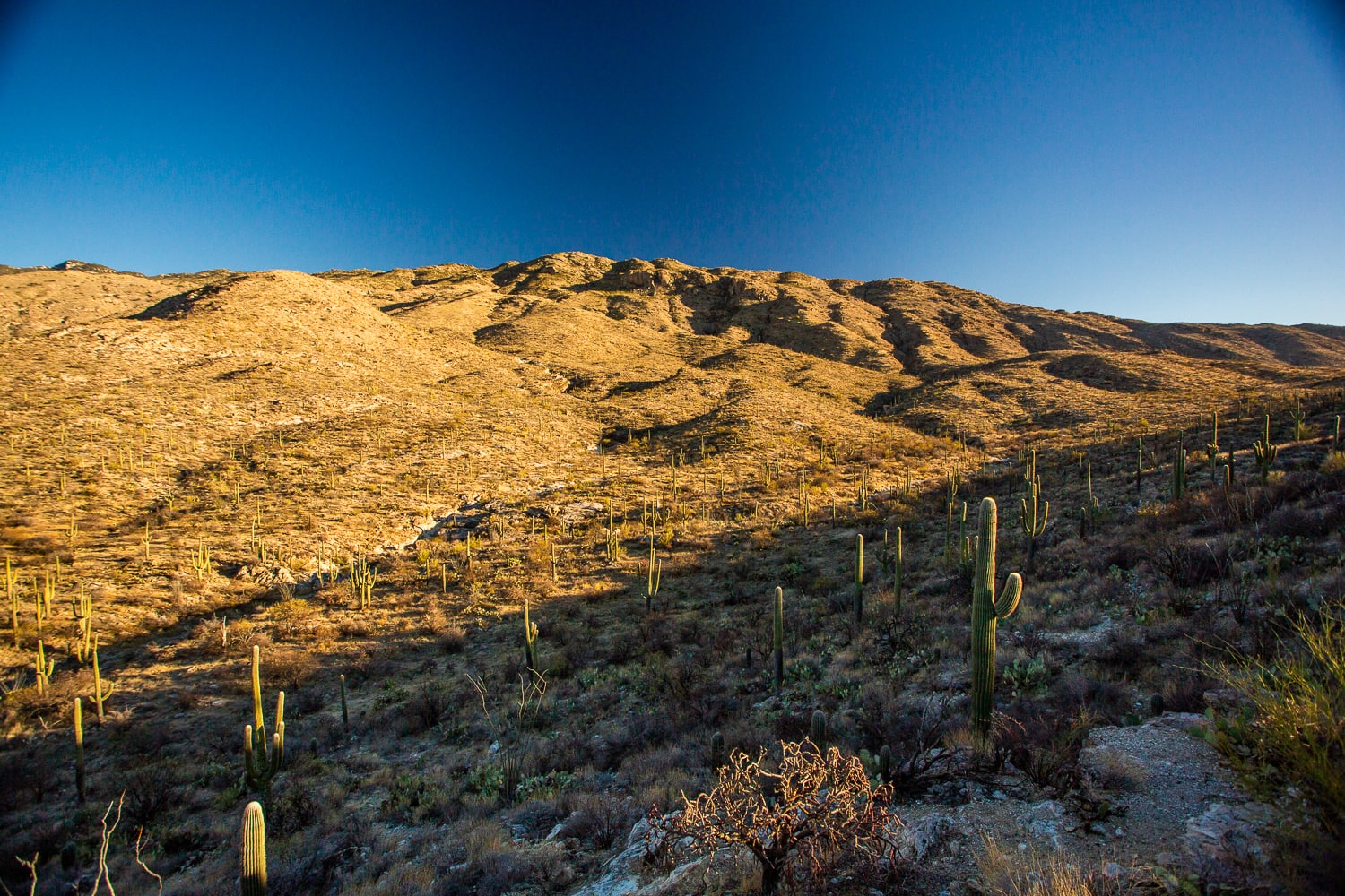 Saguaro cactuses dot the valley in the desert