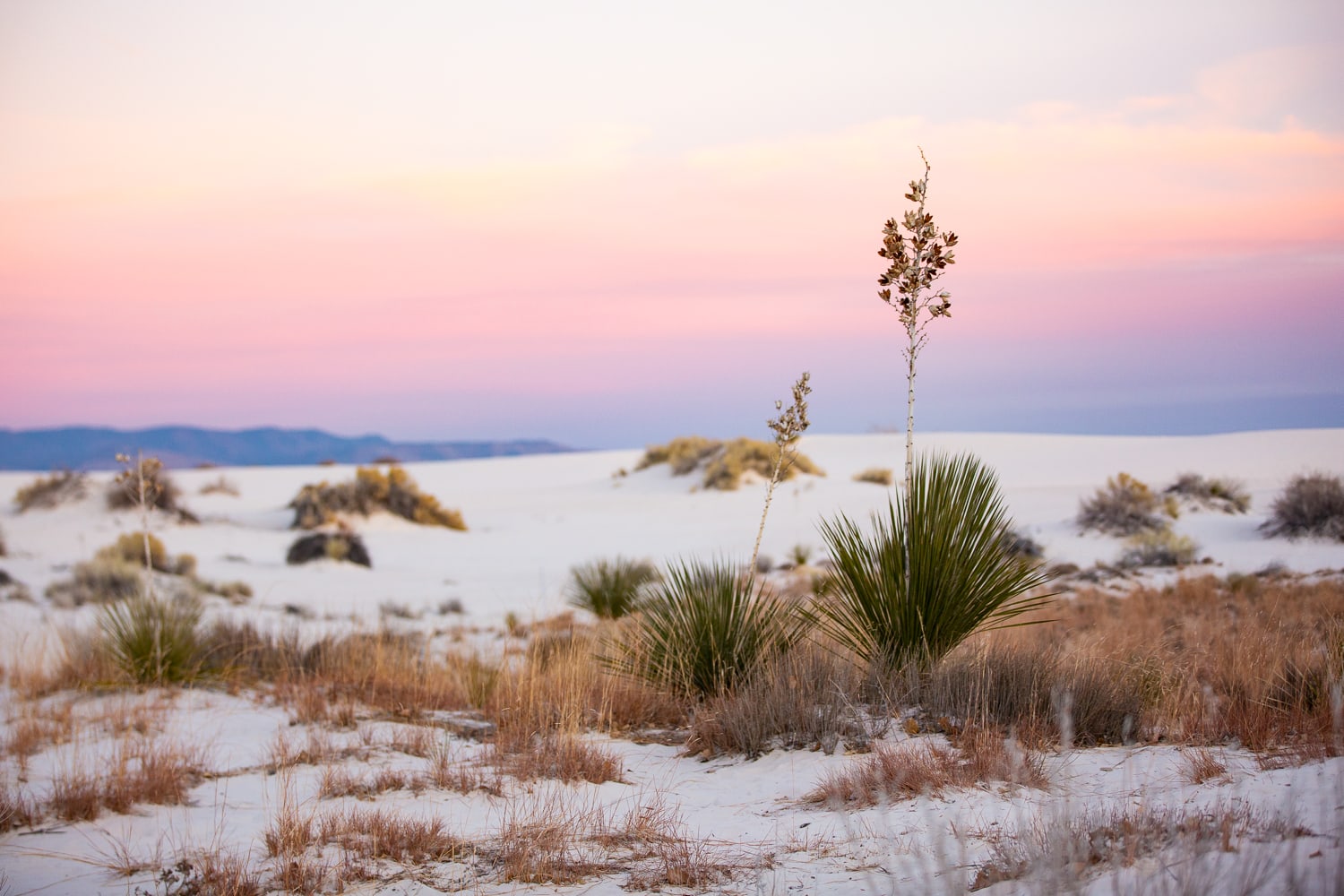 A group of Yucca grows out of the sand at White Sand Dunes National Park, surrounded by smaller brush vegetation, with a vivid sunset in the background.