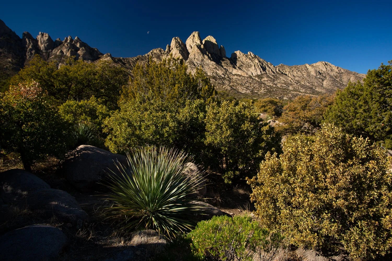 A mountain peak in New Mexico is surrounded by green desert plants and the moon is visible over the horizon.