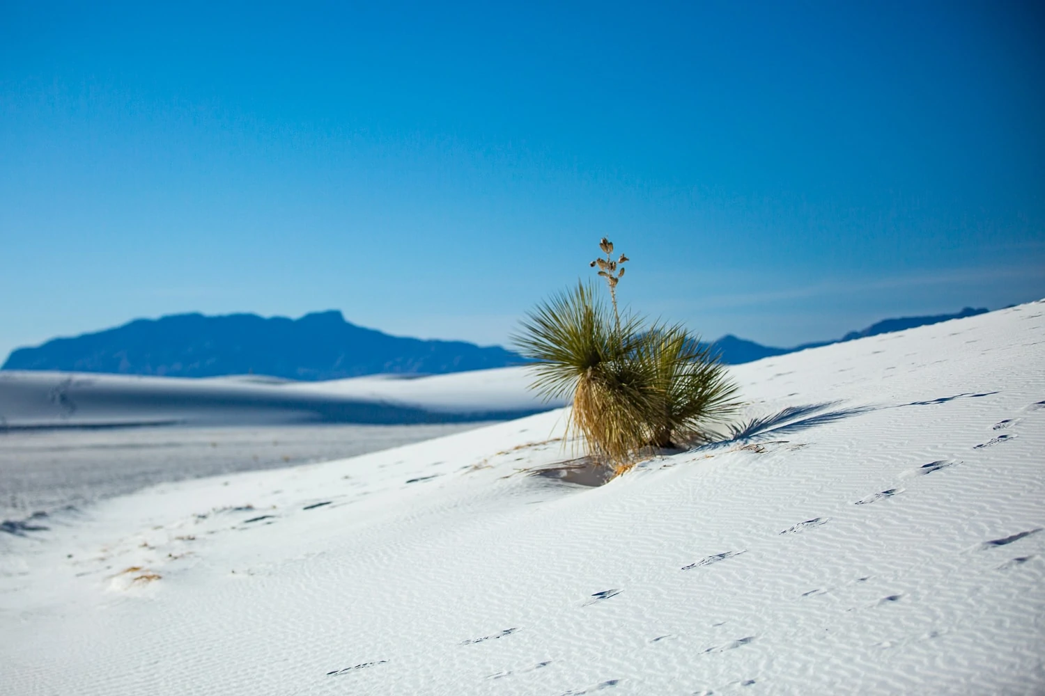 An image showing a stark green bush on a bright white sand dune with blue mountains and blue sky in the background at White Sands National Park where you can elope with Lucy Schultz Photography.