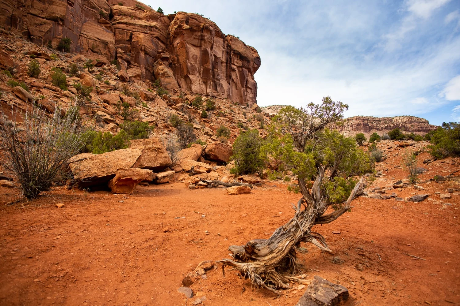 A red desert cliff towers over a scrubby tree in western colorado.