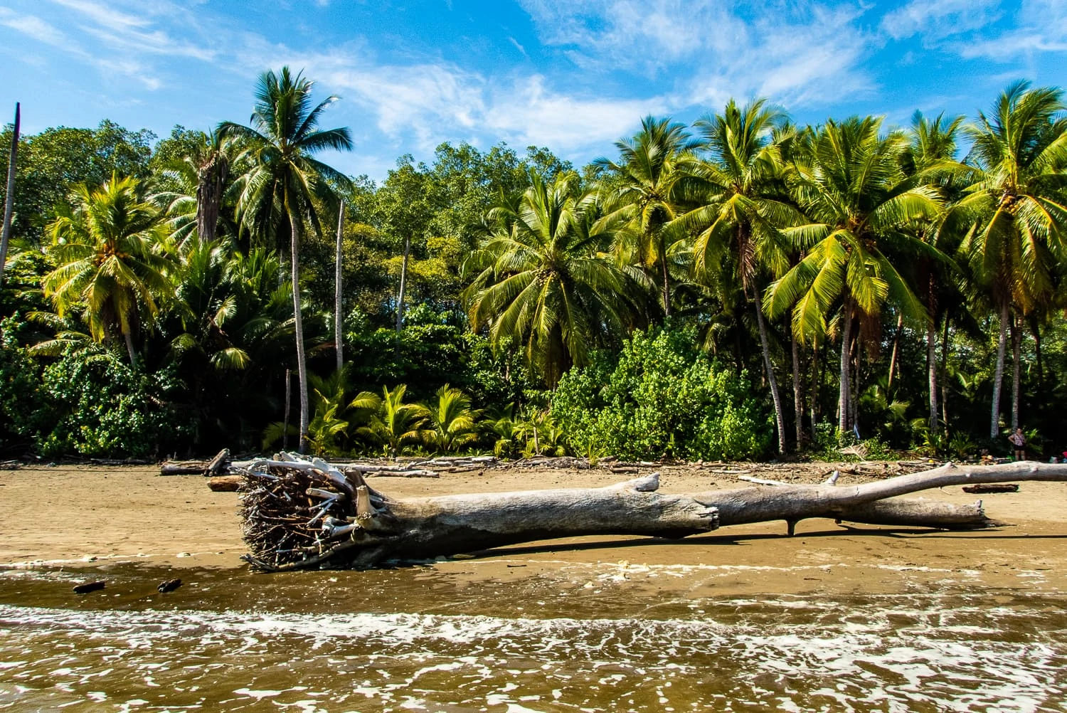 Blue sky, palm trees, and a sandy beach with driftwood on the Caribbean coast of Costa Rica.