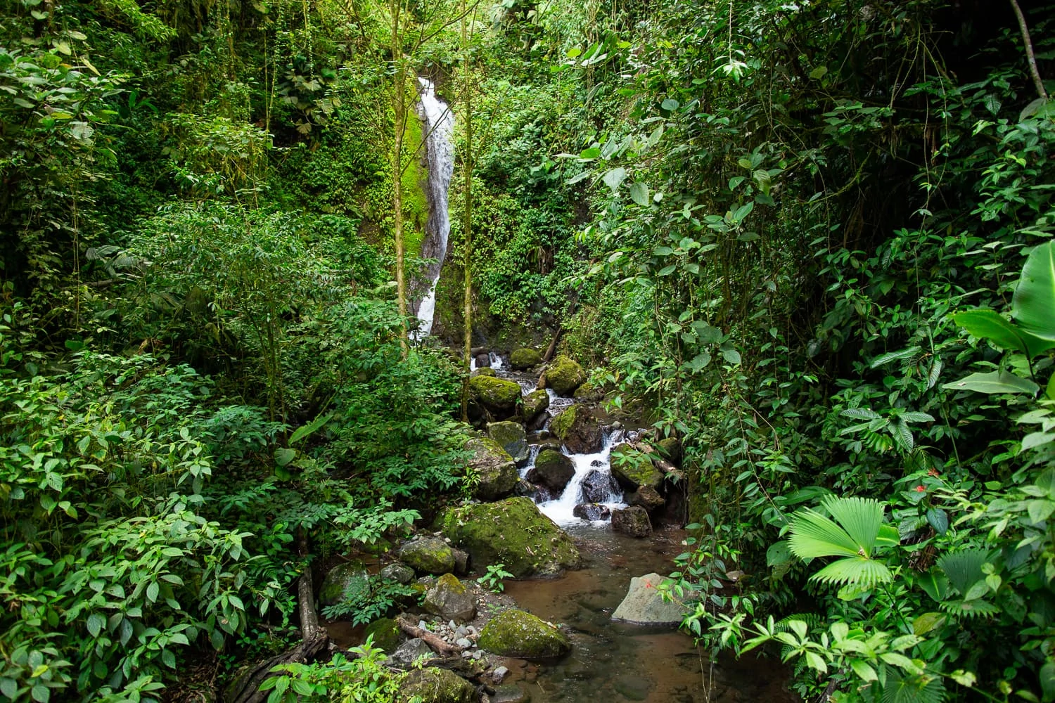 A green jungle surrounds a beautiful waterfall in the La Fortuna area of Costa Rica.