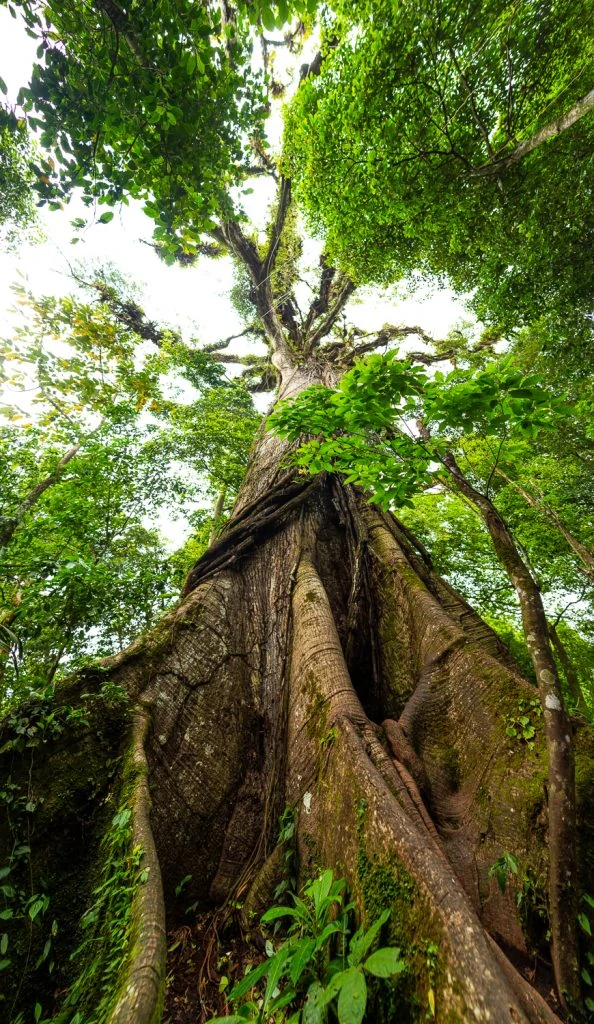 A 400 year old banyan tree called El Ceibo in La Fortuna, Costa Rica towers into the jungle canopy.