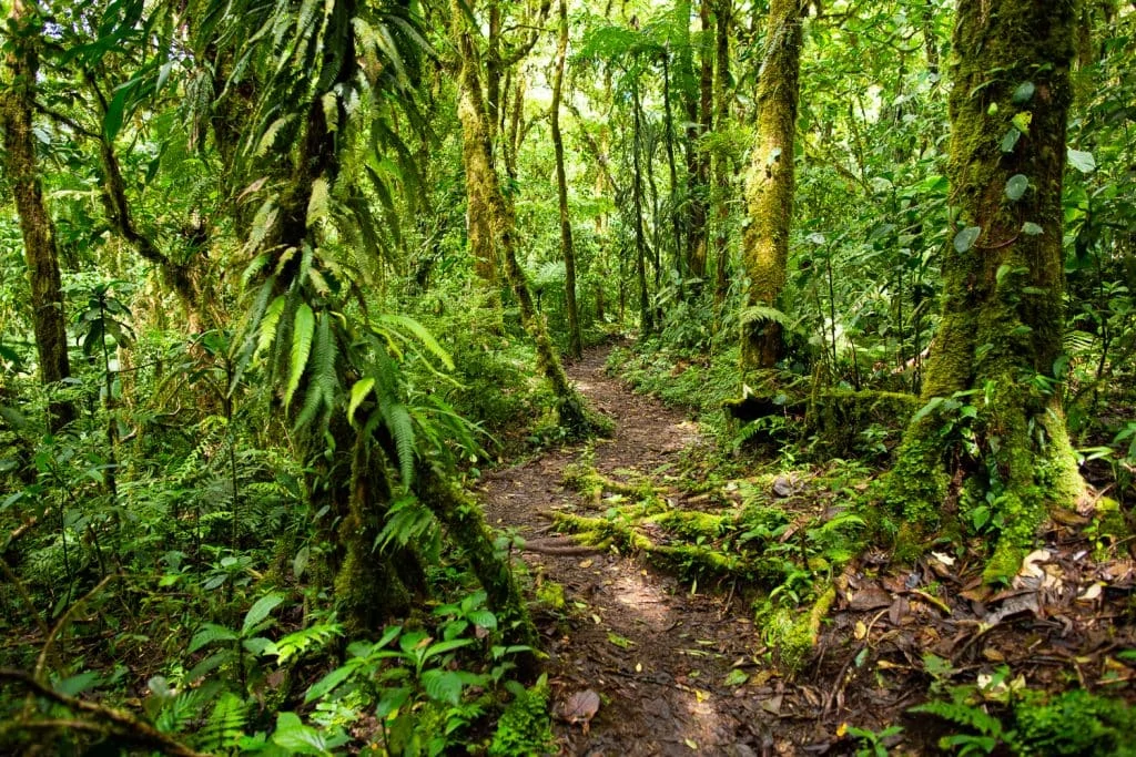 Extremely green foliage and moss surrounds a narrow path in Monteverde Cloud Forest.